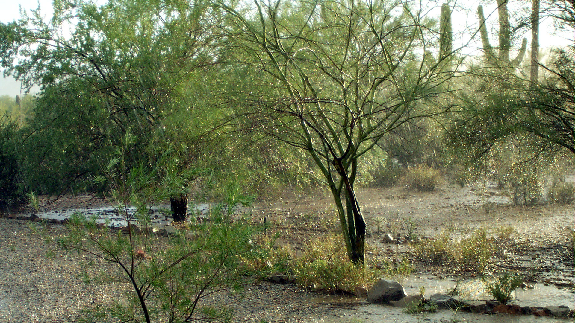 Tucson Rain